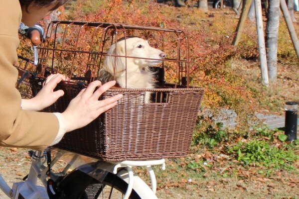 PET REAR BASKET ペットキャリーバスケット カゴ 後用